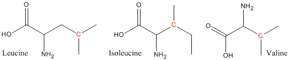 Branched-Chain Amino Acids