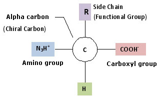 Amino acid structure